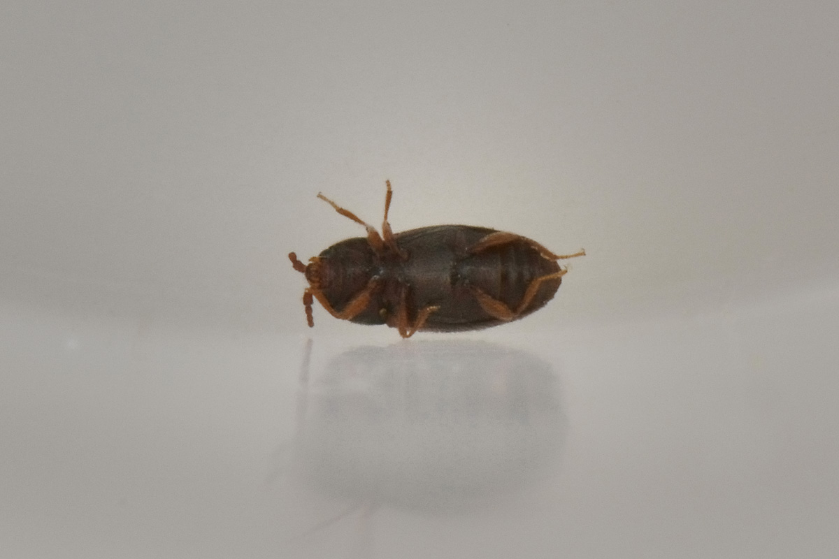 possibile Atomaria sp. (Chryptophagidae)